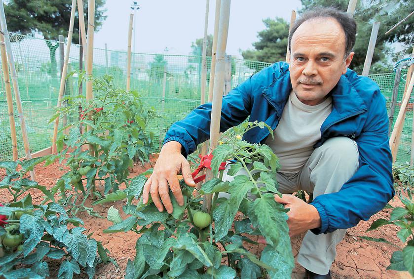 Ο Χρήστος Παππάς, εν αναμονή της θερινής σοδειάς, επιδεικνύει με περηφάνια τις ντοματιές που έχει φυτέψει στο αγροτεμάχιο που του παραχώρησε ο Δήμος Αγίου Δημητρίου