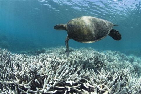 Θαλάσσια χελώνα κολυμπά σε μια περιοχή αποχρωματισμένων, κατεστραμμένων, κοραλλιών στον Μεγάλο Κοραλλιογενή Υφαλο  