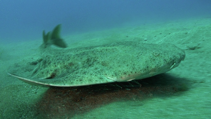 Ο άγγελος, ένας καρχαρίας που μοιάζει με σαλάχι, ζει σε αμμώδεις βυθούς σχετικά κοντά στις ακτές (CC BY-SA 2.0)
