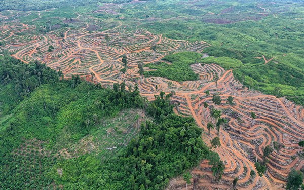 Τεράστιες εκτάσεις παρθένων δασών καταστρέφονται κάθε χρόνο σε Ινδονησία (φωτ.), Βόρνεο και αλλού προκειμένου να δημιουργηθούν μονοκαλλιέργειες ελαιοφοινίκων για την παραγωγή φοινικέλαιου. EPA / HOTLI SIMANJUNTAK